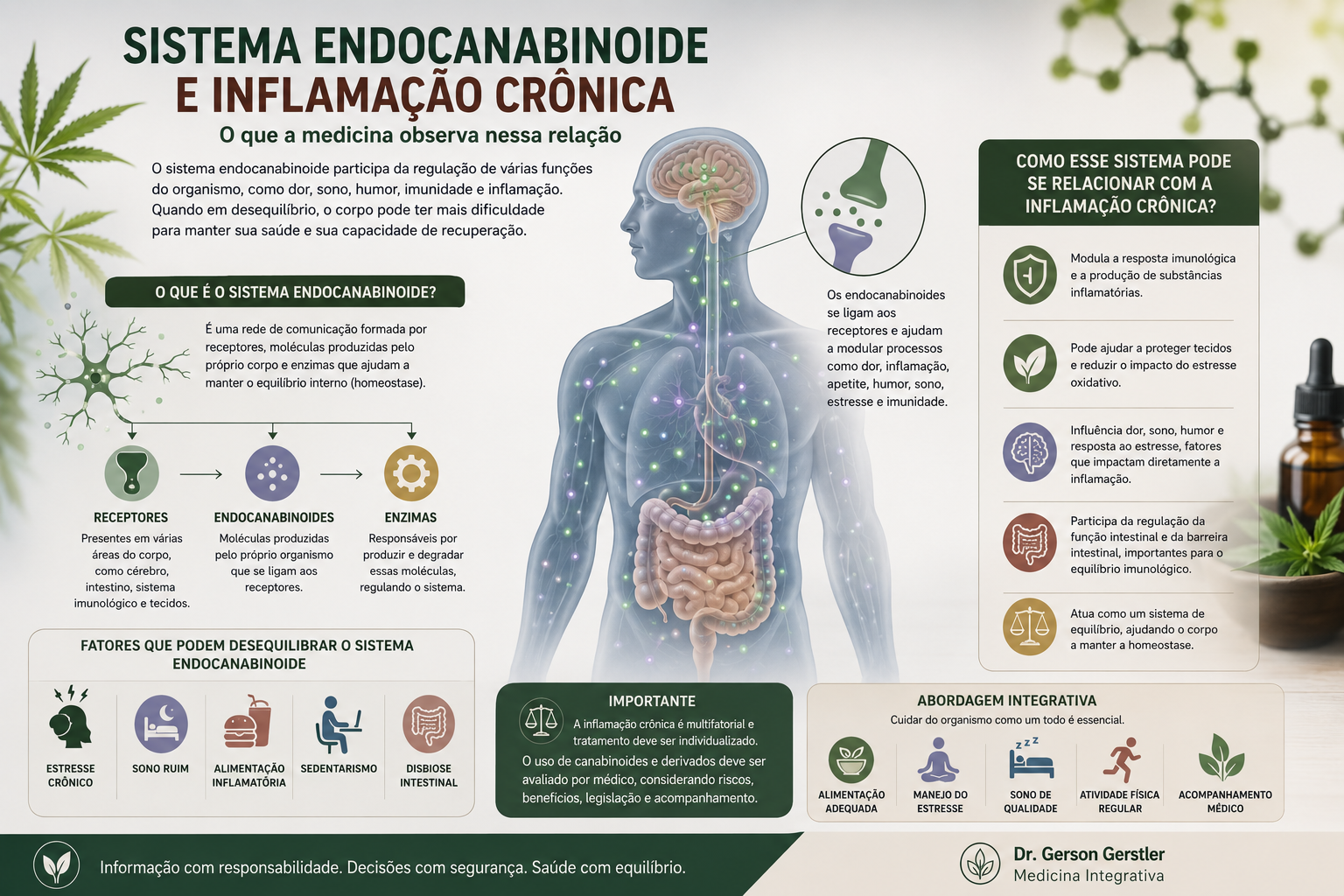 Ilustração médica sobre sistema endocanabinoide, inflamação crônica e equilíbrio do organismo